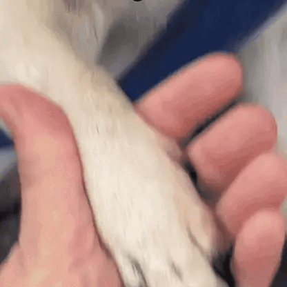 Coupe-Griffes LED Sécurisé – Sans Stress ni Risque